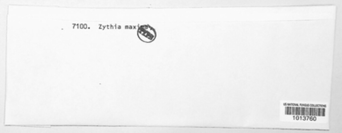 Zythia maxima image